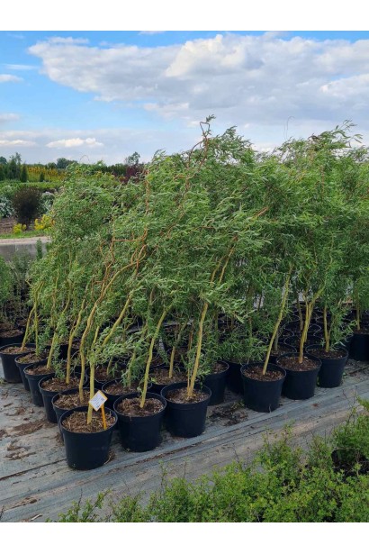 Верба вавілонська Тортуоза - 5л/вис.150-170см/Ø15-25см